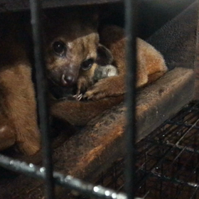 キンカジュー ベビーの画像