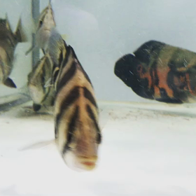 ウルトラショート！！の画像