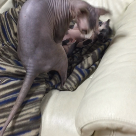 じゃれあいの画像