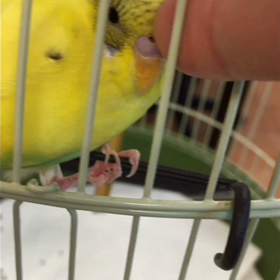 不動インコの画像