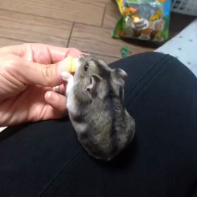 花粉〜〜〜…>_<…の画像