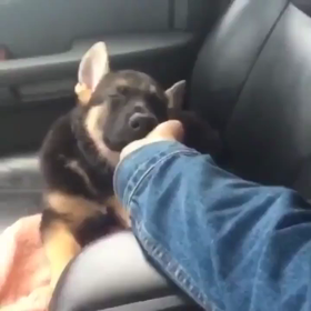 大きくなっても甘えんぼさんの画像