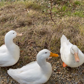 アヒルは我慢の画像