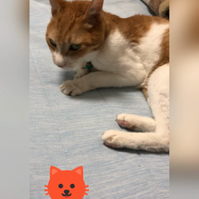 カリン爺ちゃんゴロニャン動画の画像