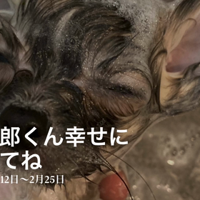 豆太郎くん幸せになってね☺️の画像