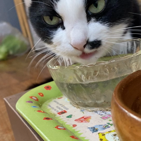 わたしのハチワレねこのきーちゃん(o˘◡˘o)♡の画像