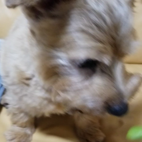 今年も枝豆の季節の画像