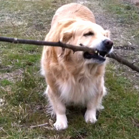 小枝好きの皆さん。どうぞ。の画像