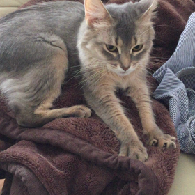 モミモミԅ(*´∀｀*ԅ)の画像