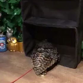 ふくろうの災難の画像