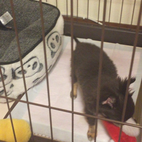 犬が来た！の画像