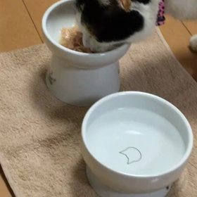 食欲回復傾向ありの画像