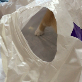 袋フィーバーの画像