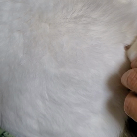 猫とねずみは仲良しですの画像