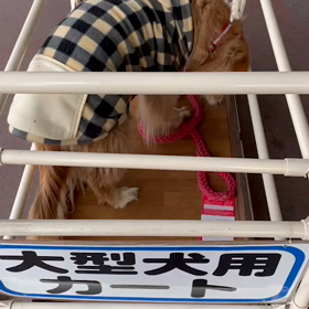 モカのお買い物(Ŏ艸Ŏ)の画像