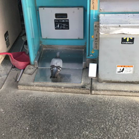 忍者のごとく参上！の画像