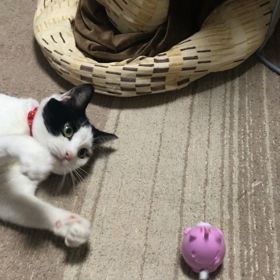 新しいおもちゃゼンマイ仕掛けの画像