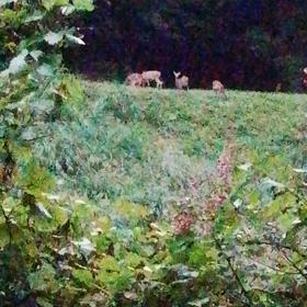 鹿がいたの画像