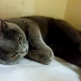 モネくん！の画像