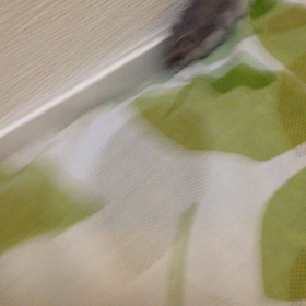 散歩しませんか？の画像