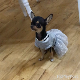 しっぽが可愛い椛の画像