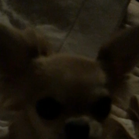 暗がりマットの上で暴れるチワワpart3の画像