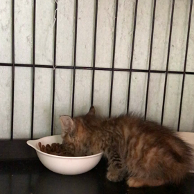 キィちゃん元気ですの画像