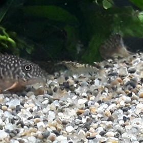 コリドラスステルバイNEW♥️の画像