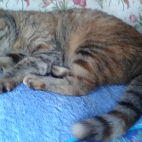 起きろーの画像