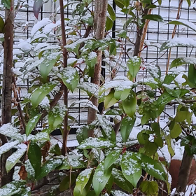 この辺りには珍しくの画像