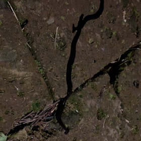 でたー！の画像