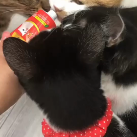 ちゅーるちゅーるチャオちゅーるの画像