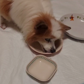 2021/12/11(土)　お知らせ。(追記あり)の画像