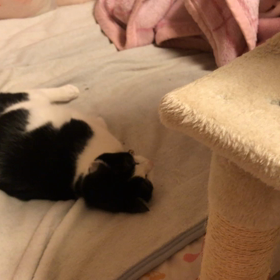 党首… 脱皮お出迎えの画像