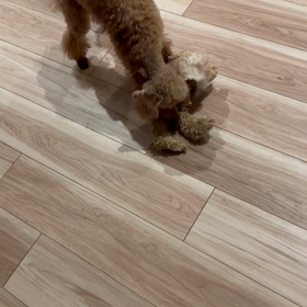 ヨンミーの様子の画像