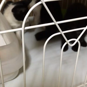 東金市から新たな保護っ子の画像