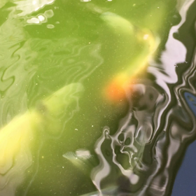 青水の中の動画ですの画像