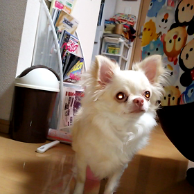 おもちゃを目で追う愛犬の画像