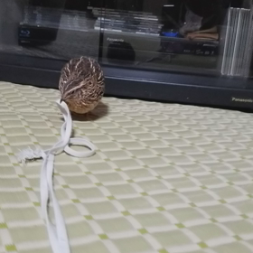 唯一男子のうりくん‼の画像