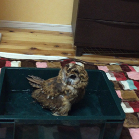 はじめての水浴びの画像