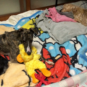 ぴーちゃんと一緒に！の画像