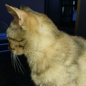 #猫ちゃん(^-^)vの画像