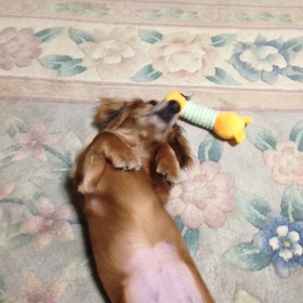 お利口⁇の画像