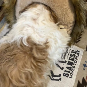 入れないよぉ〜の画像