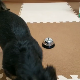 ベルの達犬️の画像