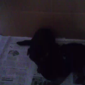 ジャーマンシェパード子犬20日目の画像