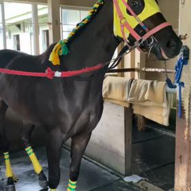 アンビー、ひまわり賞お疲れ様でした！の画像