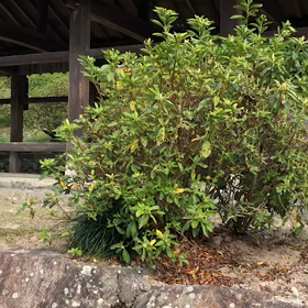 引き寄せが当たり前の世界へ♡の画像