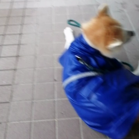 予想通りの☔の朝❗小雨なので未来丸も匂いかぎをしながらマイペースの散歩を楽しみました。フード拒否の画像