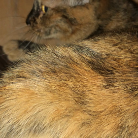 ゴロゴロふみふみの画像